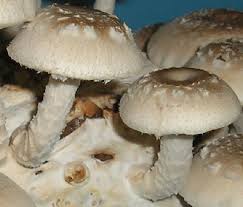 Image result for Lentinus edodes