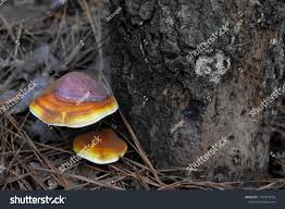 Image result for Ganoderma curtisii
