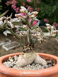 Image result for Monadenium rugosum