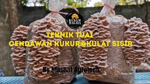Cara buat akok kedut mini guna acuan kuih cara. Langkah Langkah Penanaman Penjagaan Bongkah Cendawan Kukur Kulat Sisir Part 4 Tuai Youtube
