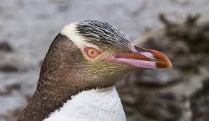 As its name suggests, it has yellow eyes. Yellow Eyed Penguins One Of The Rarest Penguins In The World Penguins International