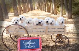 Akc registered puppies · experienced breeder · socialized with pets 8 English Cream Golden Retriever Puppies Sweetheartgoldens Com English Cream Golden Retriever Puppy Cream Golden Retriever Puppy Retriever Puppy