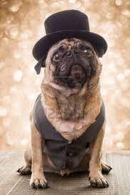 Pin By Thom Culcasi On Pug Mugs Pugs Dog Wear Dog Friends