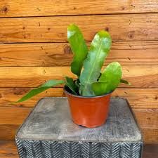 Image result for Epiphyllum