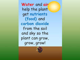 To let grow on the body grew a beard. Let S Grow A Plant Ppt Download