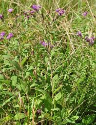 Image result for Vernonia myriantha