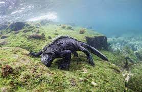 Marine Iguana