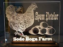 Cara budidaya ayam petelur lengkap, terbukti meningkatkan produksi telur. Peluang Usaha Ternak Ayam Petelur Tasikmalaya Home Facebook