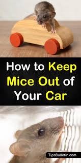 7 Smart Simple Ways To Keep Mice Out Of Your Car Cleaning Hacks Mice Repellent Getting Rid Of Mice