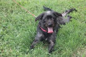 Another chance for animals in evansville, in has pets available for adoption. Pets For Adoption At Vanderburgh Humane Society In Evansville In Petfinder