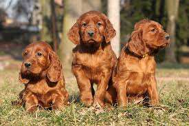 Irish Setter Puppies For Sale Akc Puppyfinder