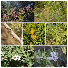 Image result for Cynanchum mossambicense