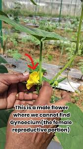 Image result for male flowers cucumber