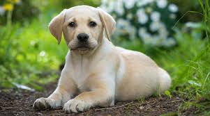 #petsandanimals, #labpuppies, #puppiesforsale, lab heavy bone puppy labrador. Labrador Retriever Breed Information Temperament More