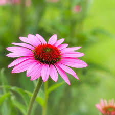 Many will even be encouraged to bloom again if cut flowers are gathered. Full Sun Perennials For A Summer Cutting Garden In Zones 4 To 8 Gardening From House To Home