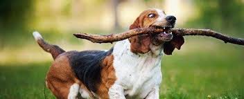 Image result for basset hound