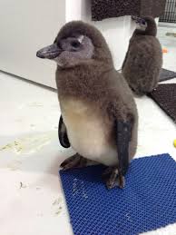 Birds That Look Like Penguins But Aren T African Penguin Chicks Sure Are Adorable Aren T They Animales Animales Tejidos Pinguinos