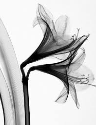 Art Botany X Ray Photography Garden Design Xray Flower Xray Art White Art