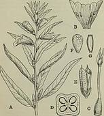 We did not find results for: The Classification Of Flowering Plants Plants Pedaliaceae 537 South Africa Has Large Woody Fruits Which Bear Stiff Barbed Processes Trapella An Aquatic Herb With Broad Floating Leaves And Narrow Submerged Leaves A Genus With Two Species In China