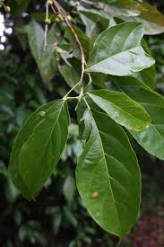 Image result for Lindackeria bukobensis