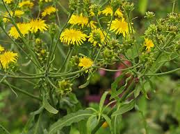 Image result for Sonchus luxurians