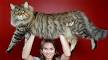 10 Large Cat Breeds: All The Basics About Big House Cats ...