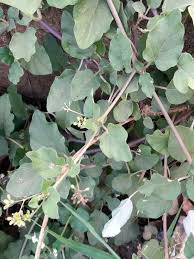 Image result for Boerhavia diffusa