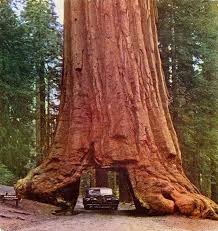 Before Leaving California There Is One More Place I Must Visit The Giant Redwood Trees I Think It Would Be Amazing To S Redwood Tree Unique Trees Tree Tunnel