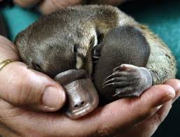 Platypus Ordek Gagali Kunduz Beaver With Duckbill Avustralya Aslinda Kunduz Degildir Sevimli Hayvan Yavrulari Hayvanlar Hayvan
