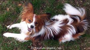 6 meilleures images chien papillon 2019 papillon dog papillion dog papillon puppy