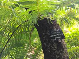 Image result for Cyathea dregei
