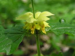 Image result for Lamium galeobdolon