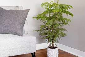 Its lush green twigs of soft needles provide a. How To Grow And Care For Norfolk Island Pine