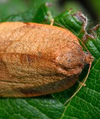 Image result for Cremaspora triflora