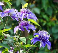 The toxic part is indole alkaloids such as elymoclavine, lysergic acid, lysergamide, and chanoclavine. 20 Beautiful Yet Poisonous Flowers You Should Only Plant With Caution Garden And Happy