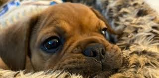 Dog portuguese water dog mix presa canario presa cane canario pug pug mix puggle puginese rat to find your perfect puppy, navigate our french bulldog mix puppies page below! The Frug A Pug French Bulldog Mix Breed Weird World