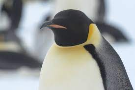 Physically, emperor penguins are much larger, about 25% taller than kings but 3 times the weight. Emperor Penguin Facts Pictures More About Emperor Penguin