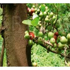 Image result for Searsia natalensis