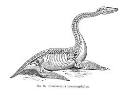 Image result for Plesiosaurus