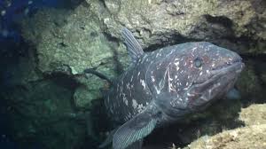 The overwhelming majority of animals that go extinct manage to *stay* extinct. Facts About Coelacanth Living Fossils Of The Sea Science Facts