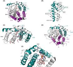 Sequence differences between BAX and BAK core domains manifest as  differences in their interactions with lipids - Miller - 2024 - The FEBS  Journal - Wiley Online Library