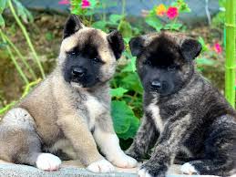 The japanese strain comes in a narrow palette of colors, with all other colors considered atypical of the bre. American Akita Old Limes Kennel Hundezucht Und Dog Showteam