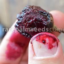 Image result for Pachylobus