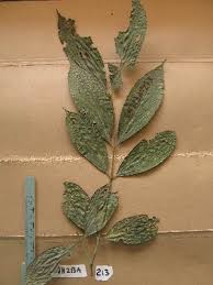 Image result for Cassipourea