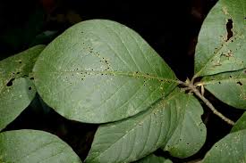 Image result for Turraea mombassana