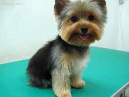 Someone needs to let me put their yorkie in a cut like cute yorkie haircuts: Pin On Animals