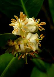 Image result for Brackenridgea