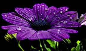 صور زهرة الارجوان Purple Flowers Wallpaper Purple Flowers Purple Daisy