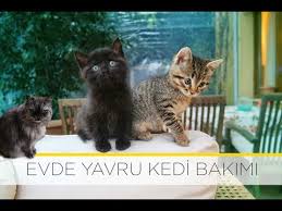 Yavru Kedi Bakimi Nasil Yapilir Youtube