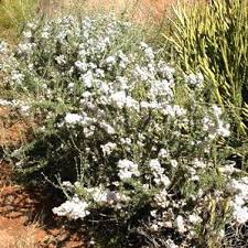 Image result for Eriocephalus microphyllus